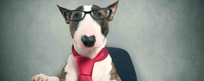 Business Hund 587KB