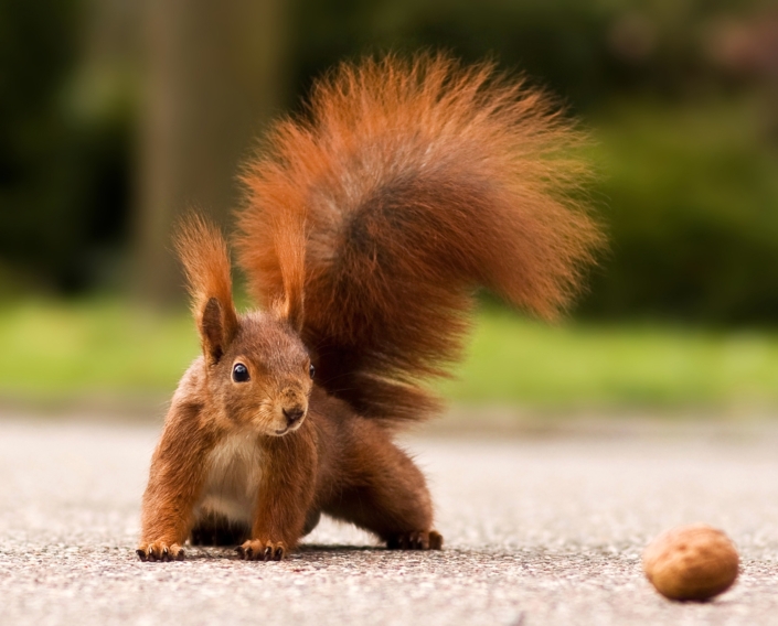 Eurasian red squirrel – Eichhörnchen und Walnuss